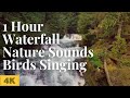 1 Hour Waterfall Nature Sounds Birds Singing