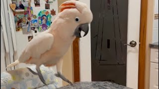 Hes A Happy Little Hopper