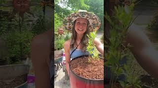 Container garden with Blueberries ? containergardening blueberries growyourownfood berrygood