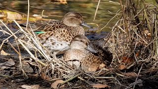 Two Little Green-winged Teal Ducks Getting Ready by quote_nature 194 views 6 months ago 3 minutes, 17 seconds