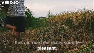 Satisfying sound of harvesting rice fields #naturephotography  #plants #sawah #harvesting #panen