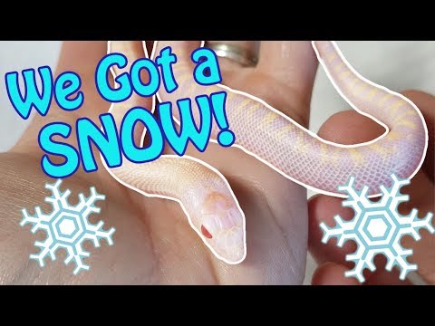 They're Out! Meet ALL the Bullsnake Babies!