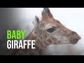 Chester Zoo’s “Lockdown” Baby Giraffe Finds His Feet