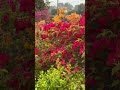 ഈ colourful കാഴ്ച ഇഷ്ടമായോ ????