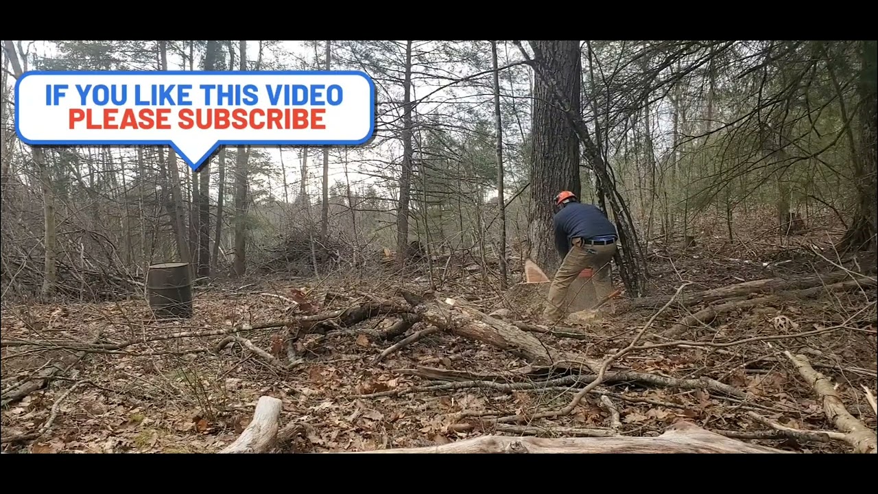 Husqvarna 572XP Cutting Veneer - YouTube