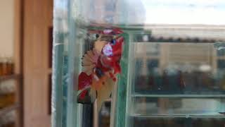 Ikan Cupang Hias Jenis Plakat Nemo Galaxy Multicolor