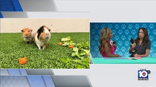 Humane Society of Broward seeks to find forever homes for cats, dogs and other furry friends