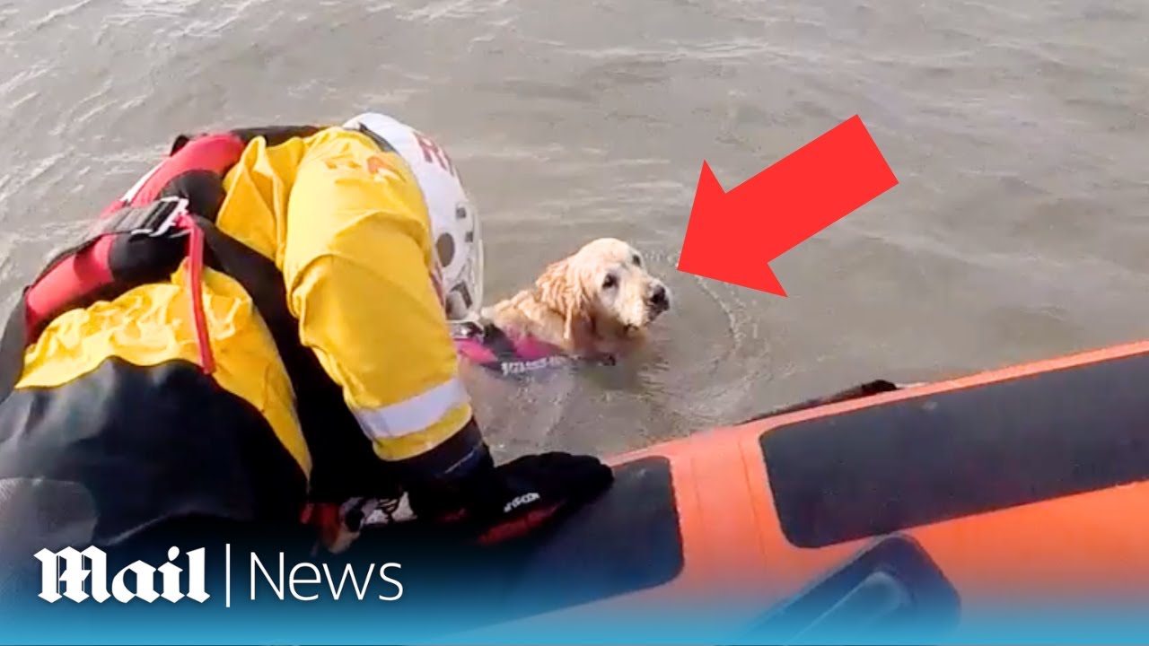 Dramatic rescue mission after frightened golden retriever is swept into the sea