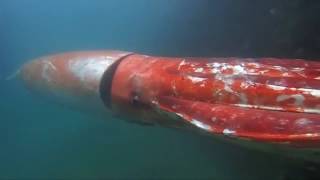 Japanese squid.webm