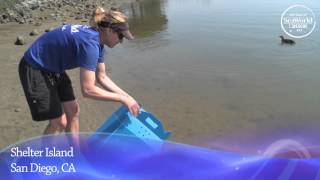 SeaWorld Rescues And Returns A Red-Throated Loon