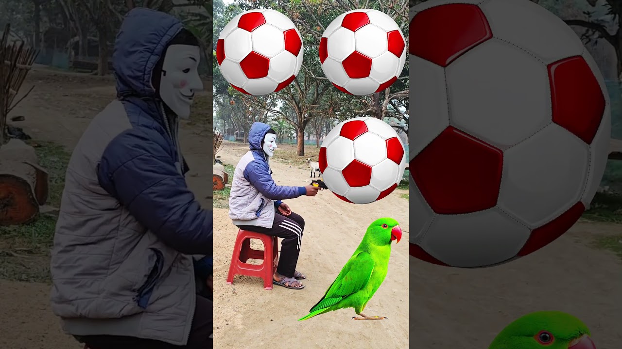 Rounding coconuts to Duck, Peacock, Pigeon & Parrot - Birds names magic video