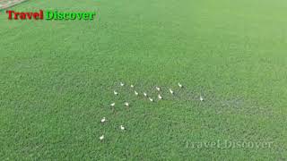 Drone View Storks
