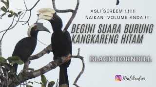 Suara Burung Kangkareng Hitam ( #BlackHornbill )