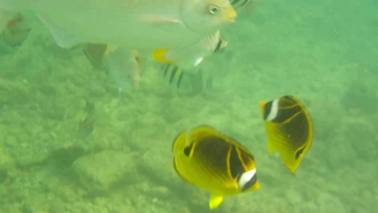 Snorkeling Poipu Kauai Hawaii 30jul16 YouTube