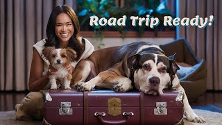 Paw-Sitively Perfect Road Trip Tips For Your Furry Friends