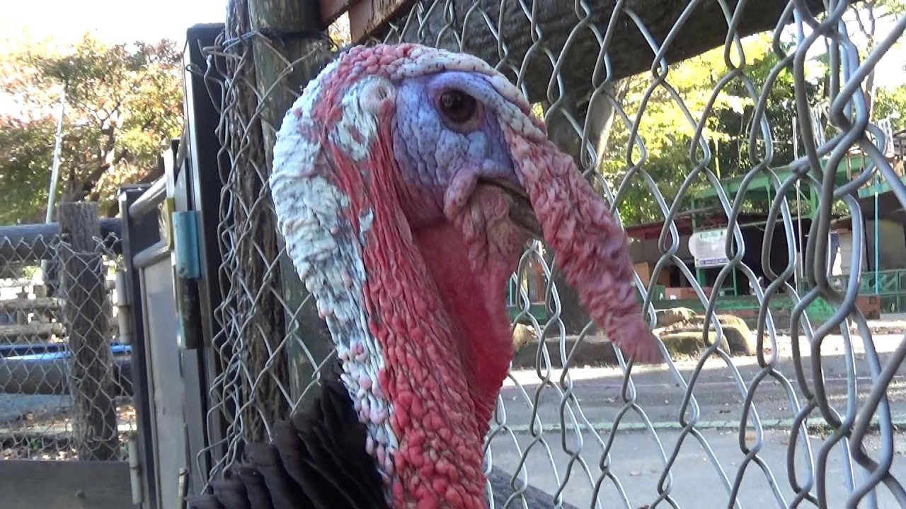 七面鳥の顔芸 Funny face turkey【Cute animal videos】 - YouTube