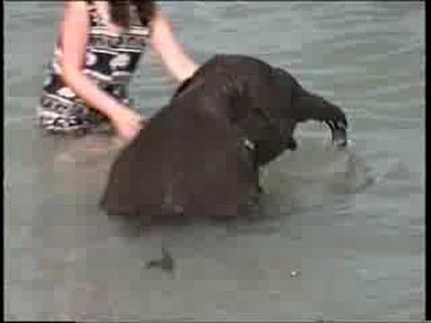 **  Kleiner Elefant badet im Meer.  **