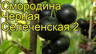 Смородина черная Селеченская 2. Краткий обзор, описание характеристик, где купить саженцы