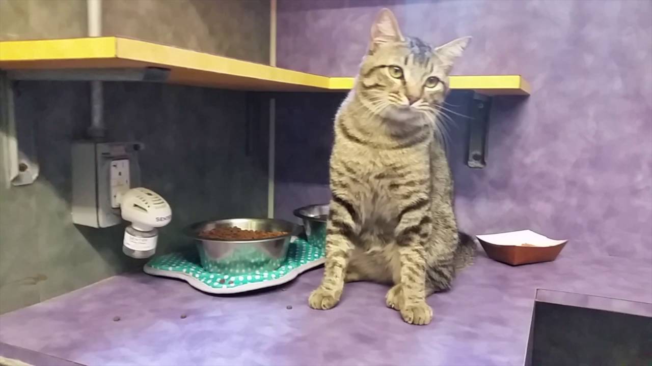 petco hours Klondike- Adopted!