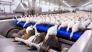 Inside a High-Tech Goose Feather Factory: Millions of Feathers Become Soft Pillows & Duvets screenshot 4