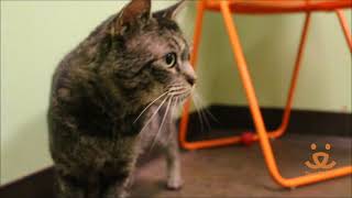 Adopt Melvin!