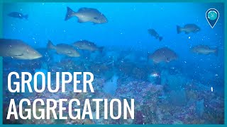Grouper spawning aggregation near Flower Garden Banks National Marine Sanctuary