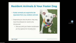 Canine Training Module 3