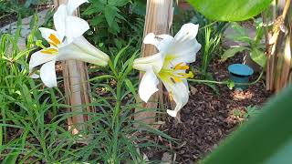 Bees are not the only pollinator to protect! Hoverflies pollinating lilies.