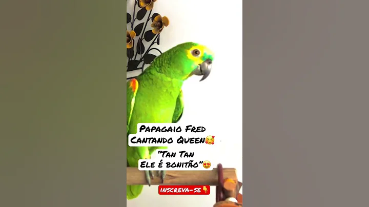 Papagaio Fred cantor cantando Queen Ele  bonito