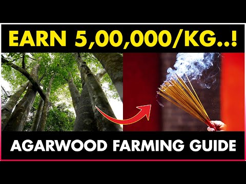 AGARWOOD FARMING - Earn RS 500000/Kg..! Agarwood Cultivation in