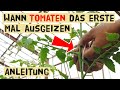 Tomaten richtig ausgeizen - wann fängt man an - welche Triebe werden entfernt - Geiztriebe bewurzeln