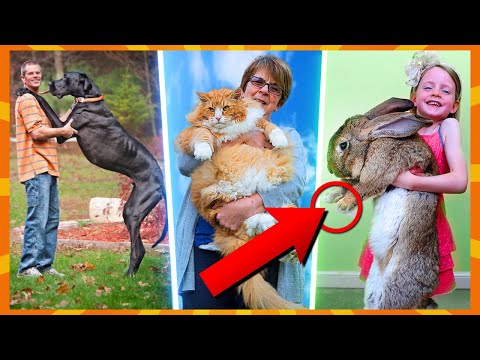 Video: Skal du betale et kæledyrsdepositum for hvert kæledyr?