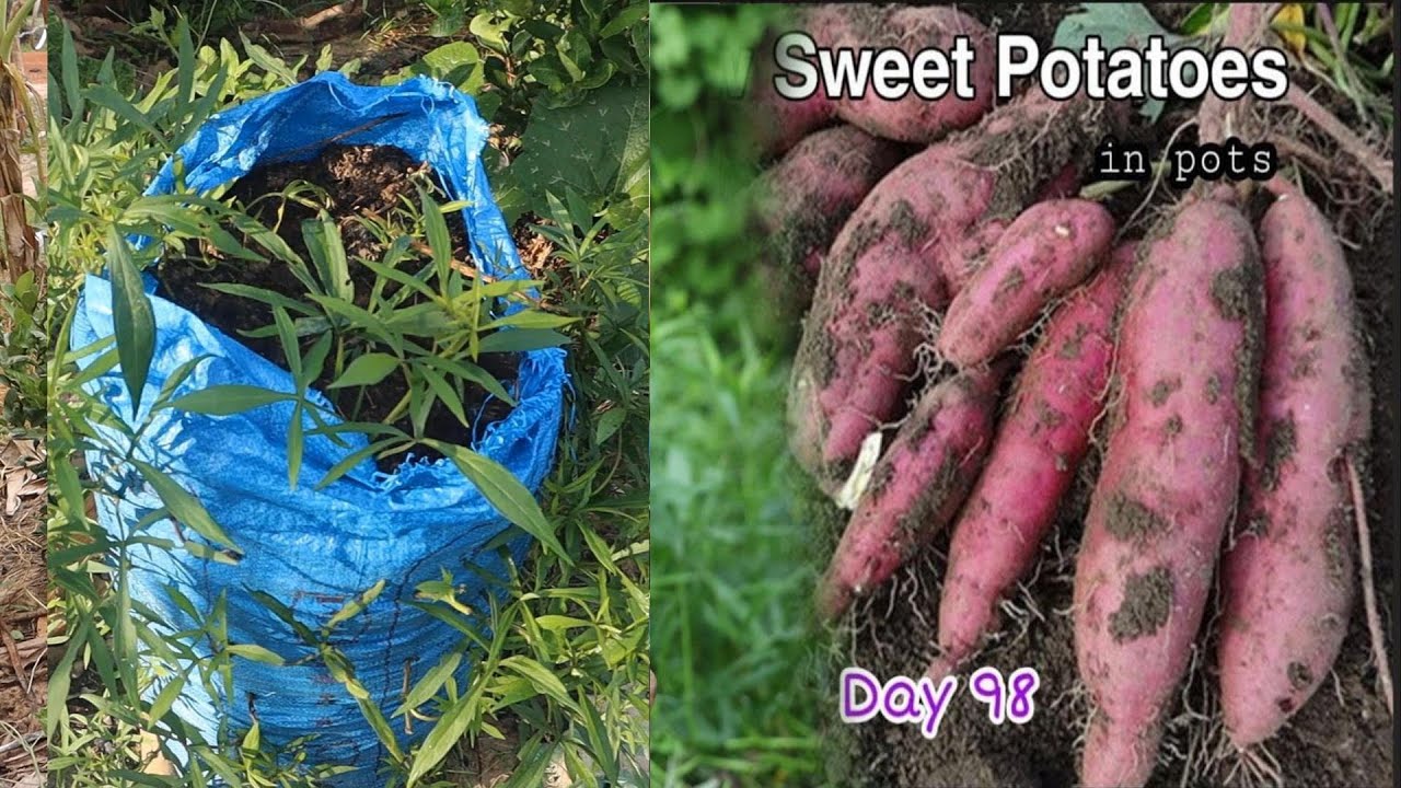 EASY PLANTING SWEET POTATO IN GROW BAGS  YouTube