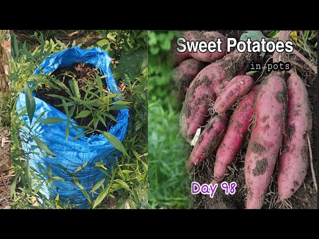 How to Grow Sweet Potatoes in Feed Bags - Fresh Eggs Daily® with