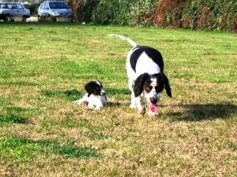 Seals Crofts Windflowers 