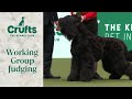 Working group judging  crufts 2024