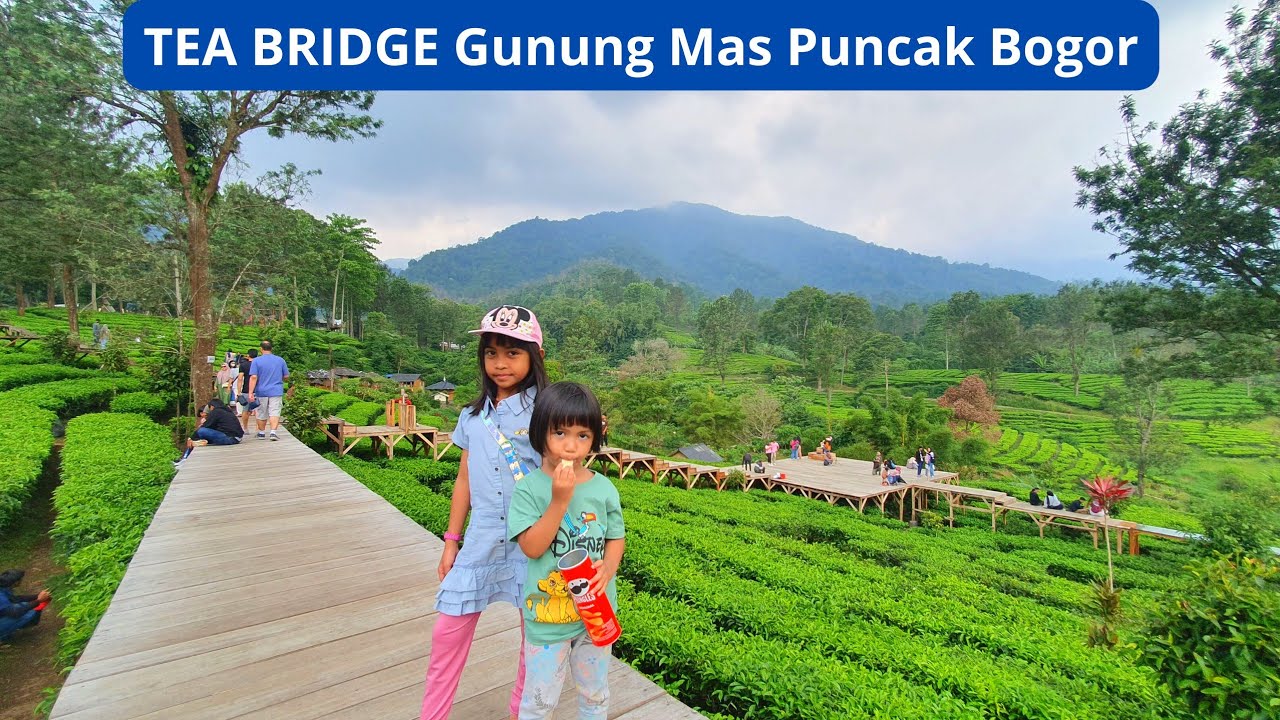 Tea Bridge Tea Bridge Gunung Mas Puncak Bogor #gunungmaspuncak #teabridge # ...