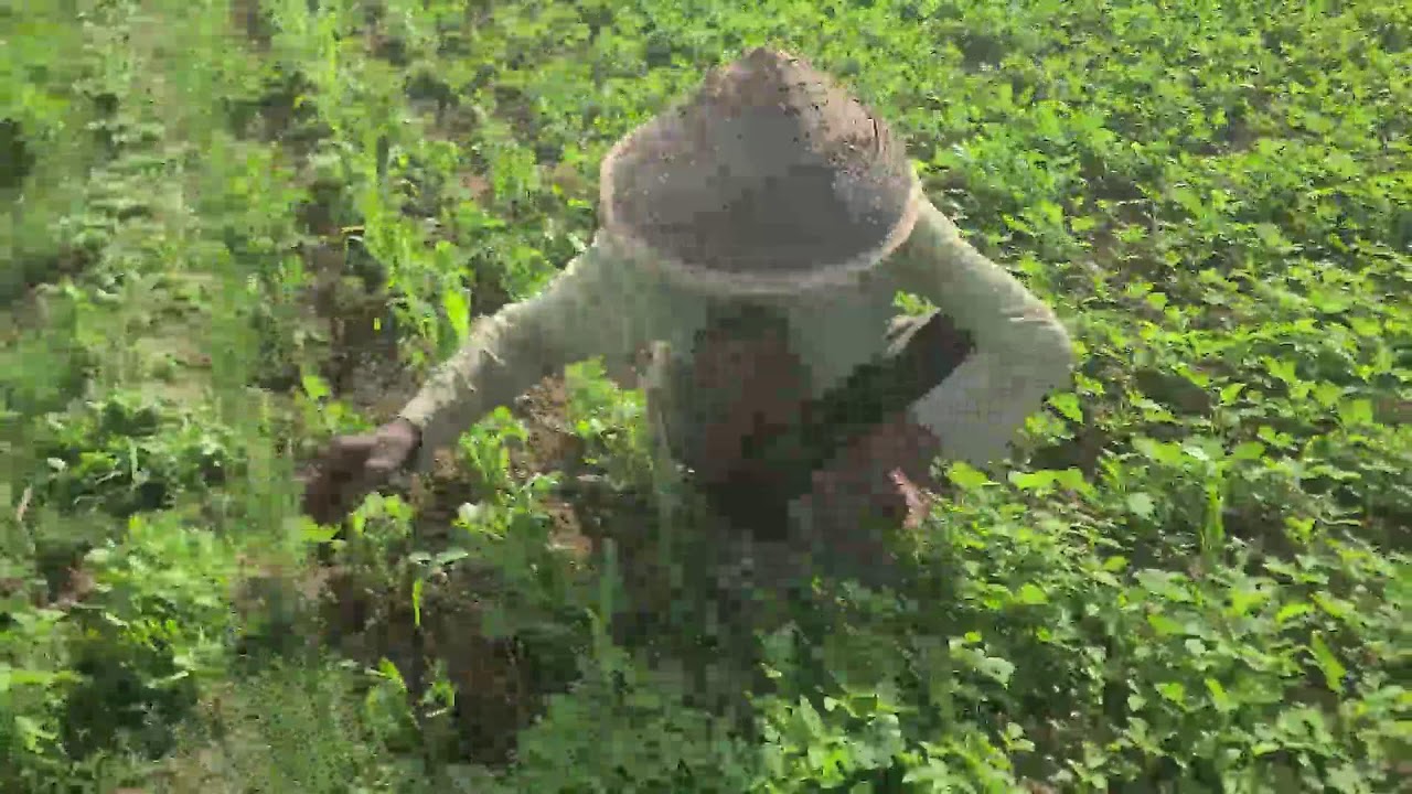 Smart Farmers Remove Pests from Fields Using Simple Manual Techniques — Agriculture Farming