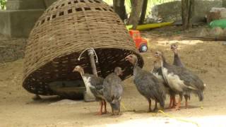 Awesome Quick Bird Trap in My Village - Homemade Best Bird Traps