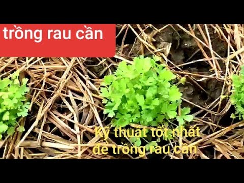 kỹ thuật trồng rau cần, hướng dẫn cách chăm sóc rau cần giai đoạn còn nhỏ