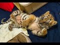 Rescued baby tiger is the cuteness the internet needs right now