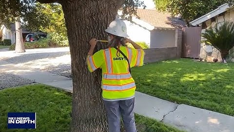 LA Tree Inventory