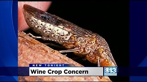 Pest Threatens To Destroy Wine Grape Crop