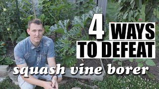 4 steps to defeating the dreaded squash vine borer