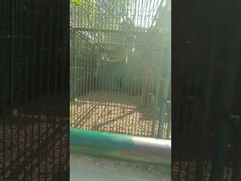 Video: Bratislava loomaaed (Zoologicka zahrada Bratislava) kirjeldus ja fotod - Slovakkia: Bratislava
