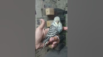 EXI WORKING SF ANTHRACITE RARE MUTATION 🫀🔥💪#youtubeshorts #youtube #youtuber #viral #shorts