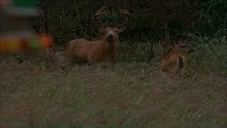 The Ring Two (2005) Deer Scene