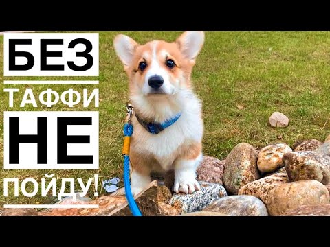 БЕЗ ТАФФИ НЕ