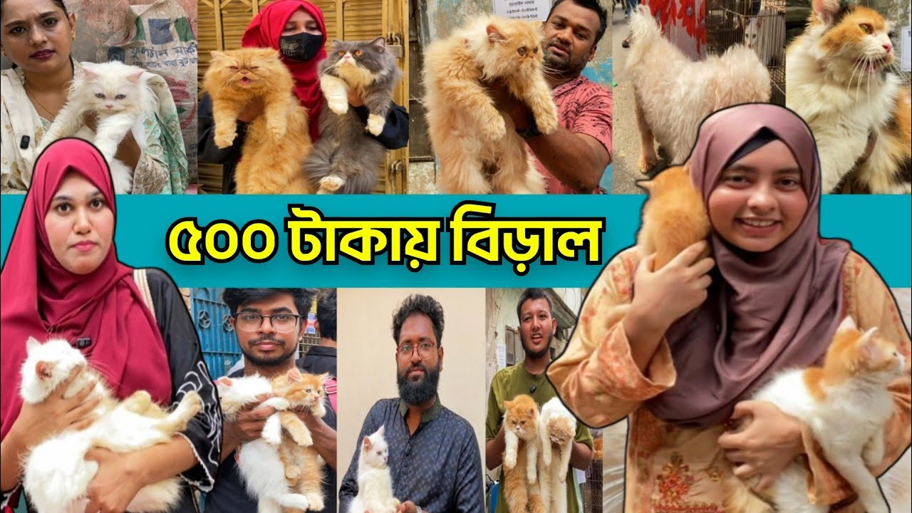 ৫০০ টাকা থেকে শুরু বিড়াল।।মিরপুর ১ বিড়াল হাট।।mirpur 1 cat hat।।Mirpur 1 cat market।। cat market bd 
