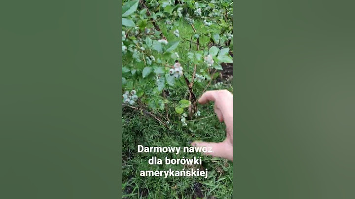 Darmowy nawóz dla borówki amerykańskiej, polecam. 👍
